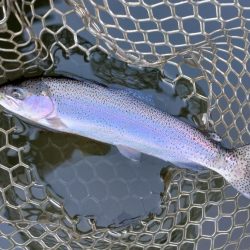 大安トラウトレイク釣果